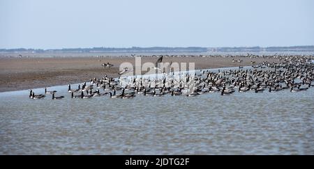 Large flock of Barnacle Geese during their annual migrationfrom ...
