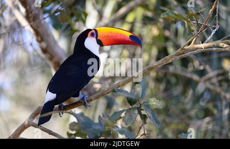 Toco toucan (Ramphastes toco albogularis) from Iguazu Falls, Agrentina. Stock Photo