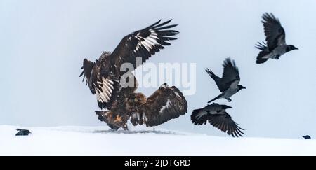 Golden eagle impact and crows escaping. From Telemark, Norway Stock Photo