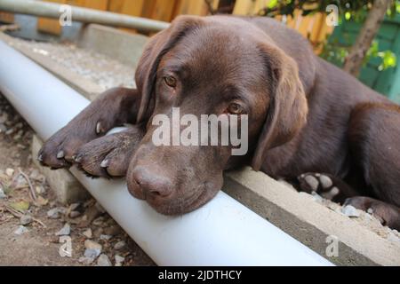 Brown Labrador Retriever. Dog face in close up. Labrador puppy. Pets in the garden. The natural environment for animals. Pure Bred Labrador. Pedigree. Stock Photo