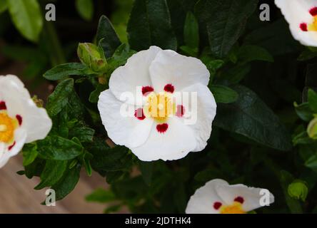 Gum rockrose Cistus ladanifer flowers close up Stock Photo