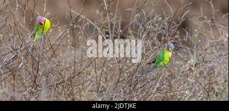 Pair of plum-headed parakeets (Psittacula cyanocephala) feeding on small seeds in the dense bushes in Pench National Park, Madhya Pradesh, India. Stock Photo