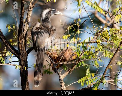 Indian grey hornbill (Ocyceros birostris)  from Pench National Park, Madhya Pradesh, india. Stock Photo