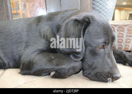 Photograph of a black Labrador Retriever. Labrador puppy in close-up. Black dog face, eyes, ears, nose, paws. Pet in the garden. Photography. Stock Photo