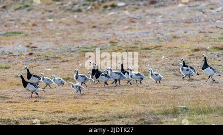Adult barnacle geese (Branta leucopsis) with their chicks close to longyearbyen, Svalbard, Norway. Stock Photo