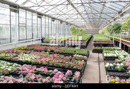 Lots of pink primroses in flower pots and other green sprouts on sale in flower market in greenhouse. Stock Photo