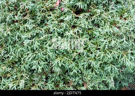 Green natural background of young thuja branches. Backdrop from green thuja branches for design or project, for publication, poster, calendar, post Stock Photo