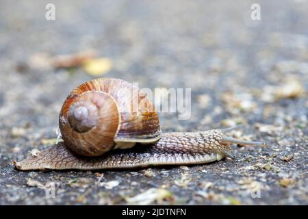 A large common garden snail crawls along an asphalt path. Blurred mottled gray background. Selective focus. copy space. Stock Photo