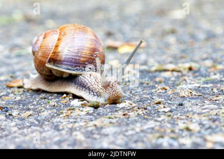 A garden large snail slowly carries its home on its back against a blurry mottled gray background. Selective focus. Copy space. Stock Photo