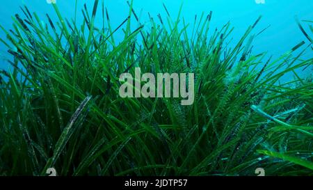 Mediterranean Sea, Cyprus. 23rd June, 2022. Dense thickets of green marine grass Posidonia, on blue water background. Green seagrass Mediterranean Tapeweed or Neptune Grass (Posidonia). Mediterranean underwater seascape. Mediterranean Sea, Cyprus (Credit Image: © Andrey Nekrasov/ZUMA Press Wire) Stock Photo