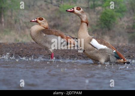 Pair of Egyptian geese (Alopochen aegyptiaca) during a rainstorm at Zimanga Private Reserve, South Africa. Stock Photo