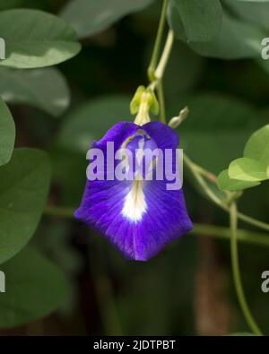 Butterfly pea flowers on a farm, macro close-up shot Stock Photo