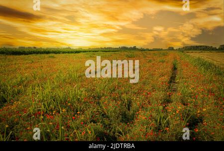 California poppy flowers field or Eschscholzia californica, pictorial landscape with sunset colorful cloudy sky, cultivation in Panacalieri, Italy Stock Photo