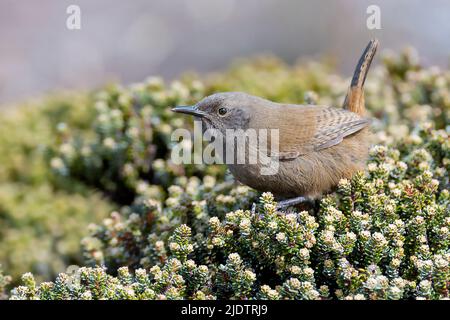 Cobb's Wren (Troglodytes cobbi) from Sea Lion Island, the Falklands. Stock Photo