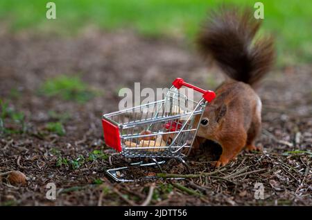European red squirrel puts peanuts and hazelnuts in a shopping trolley. Stock Photo