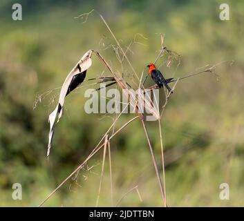 Scarlet-headed blackbird (Amblyramphus holosericeus) from Porto Jofre, Mato Grosso, Brazil. Stock Photo