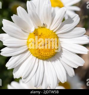 Chamomile or daisy flower on the green natural background Stock Photo
