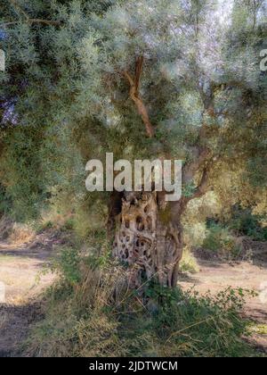 Olive tree on the island of Lefkada in the Ionian Islands of Greece Stock Photo