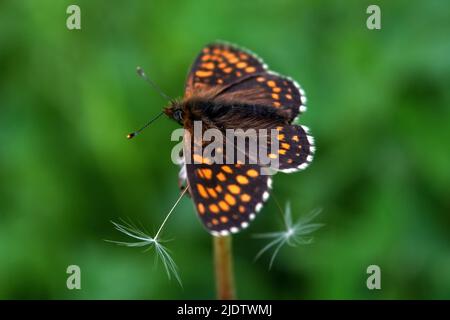 Northern Brown Argus butterfly, Latin name Plebeius artaxerxes on a green leaf close-up. Stock Photo