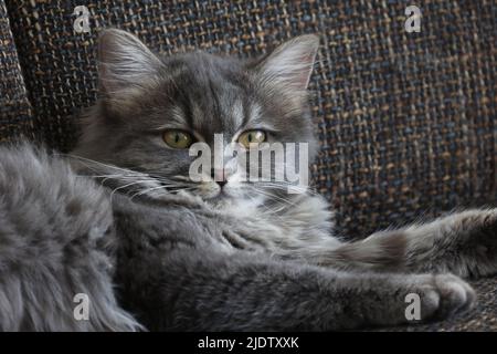 A small cat is lying comfortably on the Sofa Stock Photo
