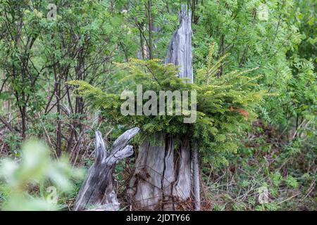 A small Christmas tree in thickets of old grass, old stump and wild bushes against the background of a forest Stock Photo