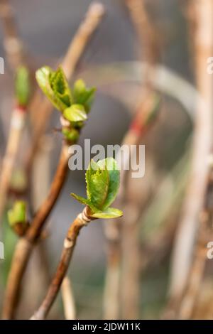 New leaves on a hydrangea plant. Stock Photo
