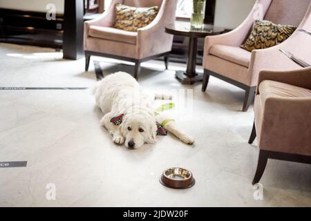 Dog lying on the floor in lobby of some hotel Stock Photo