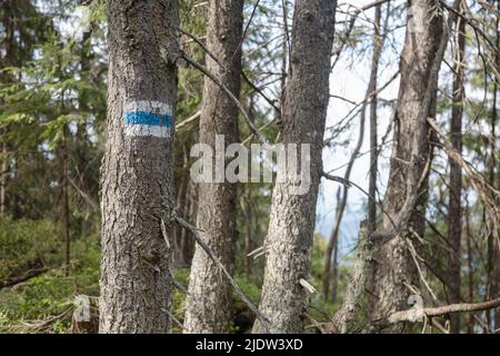 Marking the tourist route painted on the tree in blue and white. Travel route sign in the Carpathians mountains Stock Photo
