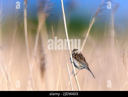 Young male common reed bunting (Emberiza schoeniclus) from Vejlerne, northern Denmark. Stock Photo