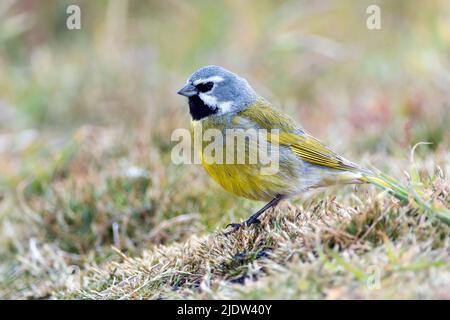 Male of the white-bridled finch (Melanodera melanodera) from Sea Lion Island, the Falkland Islands. Stock Photo