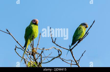 Pair of plum-headed parakeets (Psittacula cyanocephala) from Kaziranga National Park, Assam, north-east India. Male to the left. Stock Photo