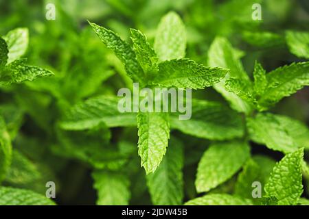 Fresh green peppermint leaves close-up as natural background Stock Photo