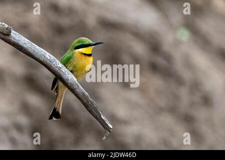 Little Beeater (Merops pusillus) from Kruger NP, South Africa. Stock Photo