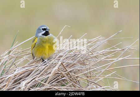 Male of the white-bridled finch (Melanodera melanodera) from Sea Lion Island, the Falkland Islands. Stock Photo