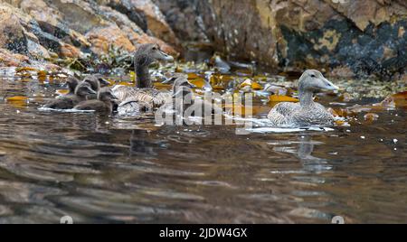 Females common Eider (Somateria mollissima) and their chickens. Photo from south-western Norway. Stock Photo