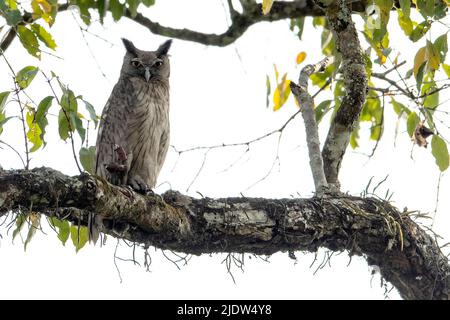 Dusky eagle own (Bubo coromandus) from Kaziranga National Park, Assam, north-east India. Stock Photo