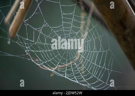 Collected dew drops on spider wed during winter season in low light with noise present. Stock Photo