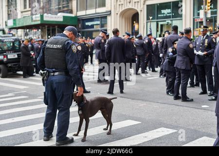 Manhattan, USA - 11. November 2021: NYPD Counterterrorism K-9 officer with dog at Veterans Day Parade in NYC Stock Photo