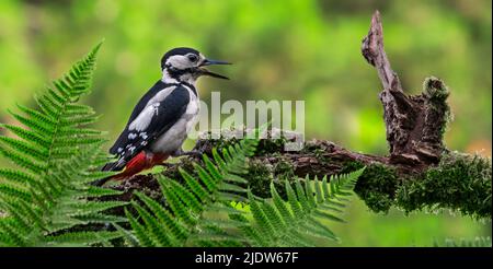 Great spotted woodpecker / greater spotted woodpecker (Dendrocopos major) female calling from tree branch in forest Stock Photo