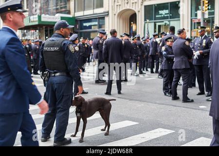 Manhattan, USA - 11. November 2021: NYPD Counterterrorism K-9 officer with dog at Veterans Day Parade in NYC Stock Photo