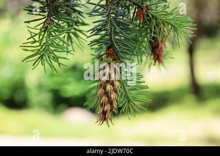 Bright green young cones on the branch of Rocky Mountain Douglas-fir. New shoots in spring of Pseudotsuga menziesii. Conifer cone. Natural beauty Stock Photo