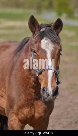 A telephoto of a beautiful horse. Close-up of the muzzle of a brown horse with a white spot in the Park in the background. Portrait of an anxious Stock Photo