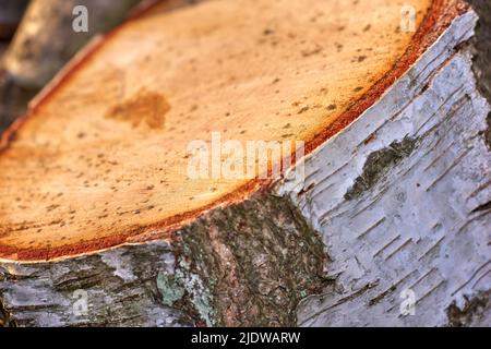 Chopped tree log from the forest. Closeup of brown wooden texture background of a cute tree stump for firewood in a lumberyard. Collecting dry split Stock Photo