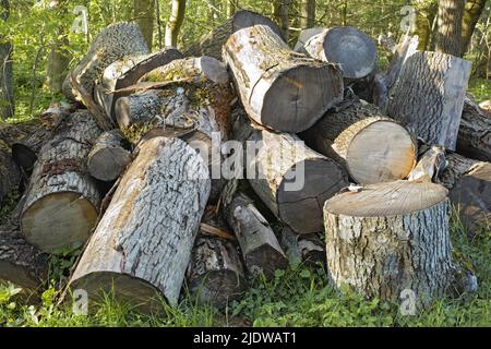 Pile of wooden logs lying on the grass in a forest. Freshly chopped tree pines for alternative heat such as woodfires. A woodpile used in the timber Stock Photo