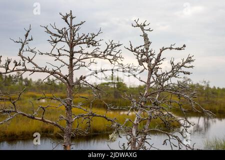 withered tree in the swamp against the sky and water Stock Photo