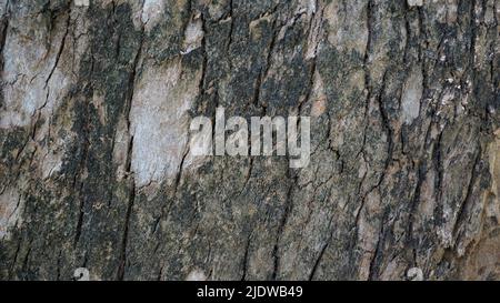 Close up texture of Eucalyptus tree trunk bark texture Background. Natural abstract Stock Photo