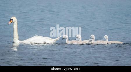 Portmore Lough, County Antrim, Northern Ireland, UK. 23 June 2022. UK weather – mild with temperatures hitting 20Cin the sunshine at times. Cooler and fresher weather on the way tomorrow. A swan and four cygnets in sunshine on the lough. Credit: CAZIMB/Alamy Live News. Stock Photo