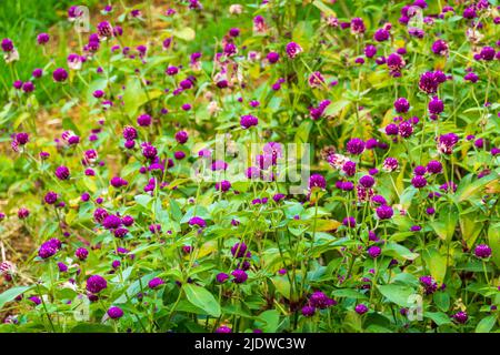 High angle of bright natural globe amaranths growing and blooming in grassy field on summer day in countryside Stock Photo