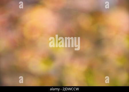 Abstract blurred background in autumn shades and colors. Autumn blurred background. Defocus colorful leaves abstract backdrop with sun flares. Orange Stock Photo