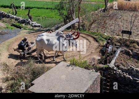 Oxen power ad old and traditional persian wather wheel (sakia) from Tarpal, Rajasthan, India. Stock Photo